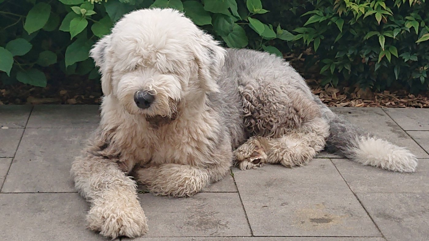 Bobtail Jip op het terras